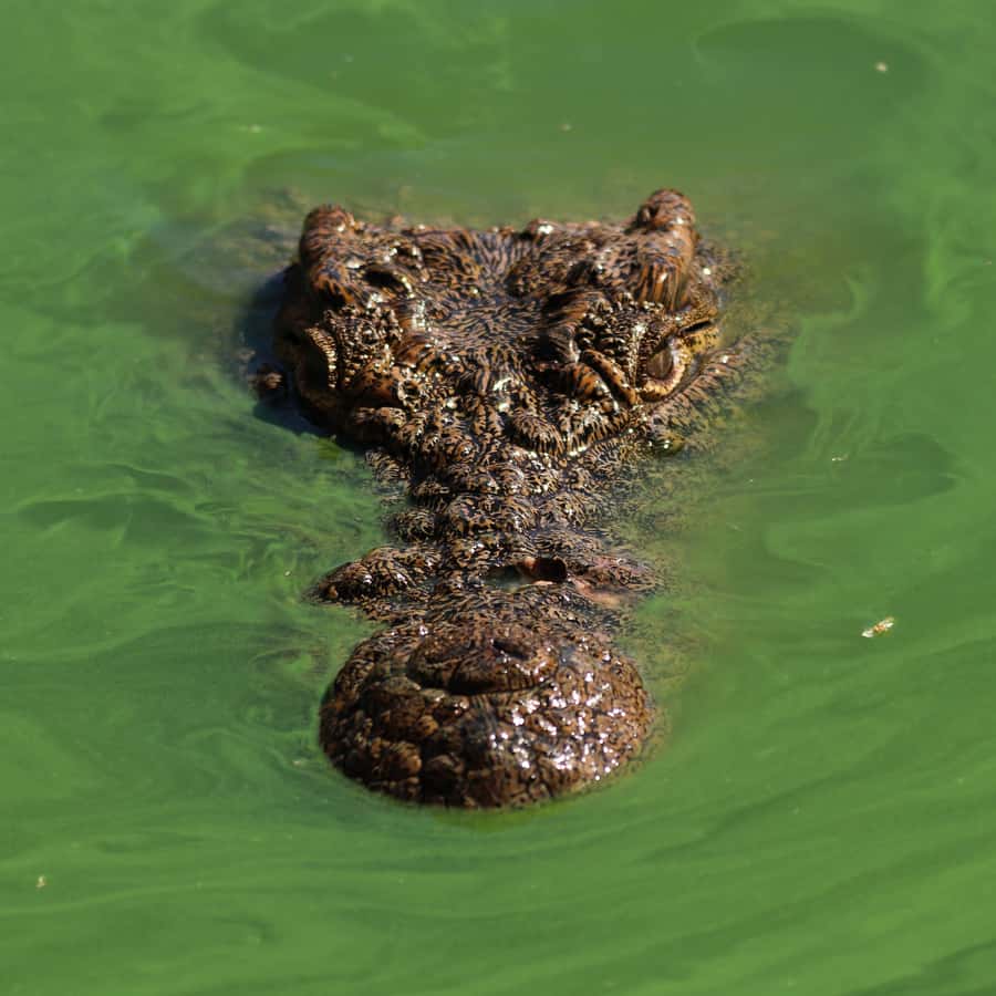 Agadir: Crocoparc Entry Ticket with Transfers, Guide, & Tea - Key things to know before you go