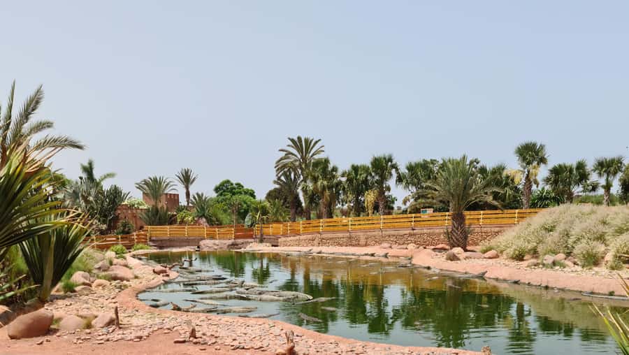Agadir: Crocoparc Entry Ticket with Transfers, Guide, & Tea - Entering Crocoparc from Agadir: Transfers That Actually Matter