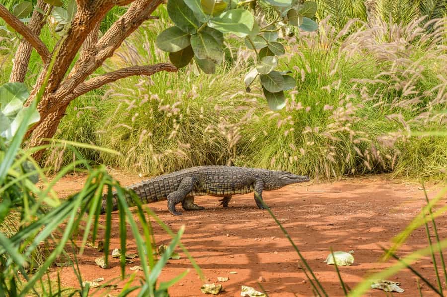 Agadir: Crocoparc Entry Ticket with Transfers, Guide, & Tea - Who Should Book This Tour (and Who Might Prefer DIY)