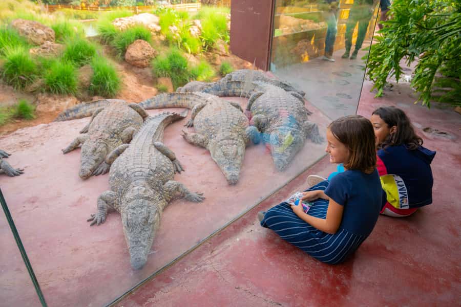 Agadir: Crocoparc Skip-the-Line Entry Ticket - 300+ Nile Crocodiles, Plus Desert Crocodiles You Don’t Expect