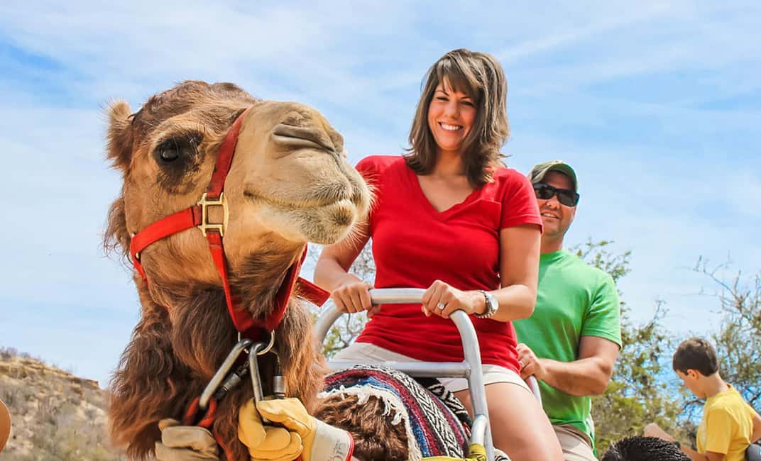 Agadir/Taghazout: Camel Rides with Tea Drink and Transfers - The Camel Ride: Gentle, Guided, and Usually Around Two Hours