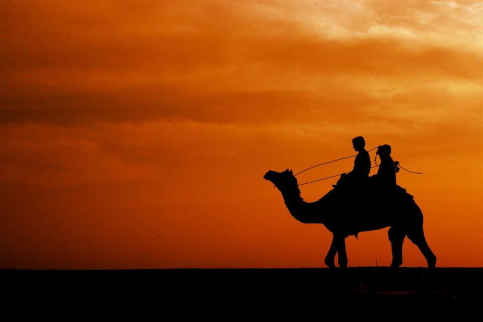 Agadir/Taghazout: Camel Rides with Tea Drink and Transfers - Meet the Camels: Calm Animals and the Welfare Question