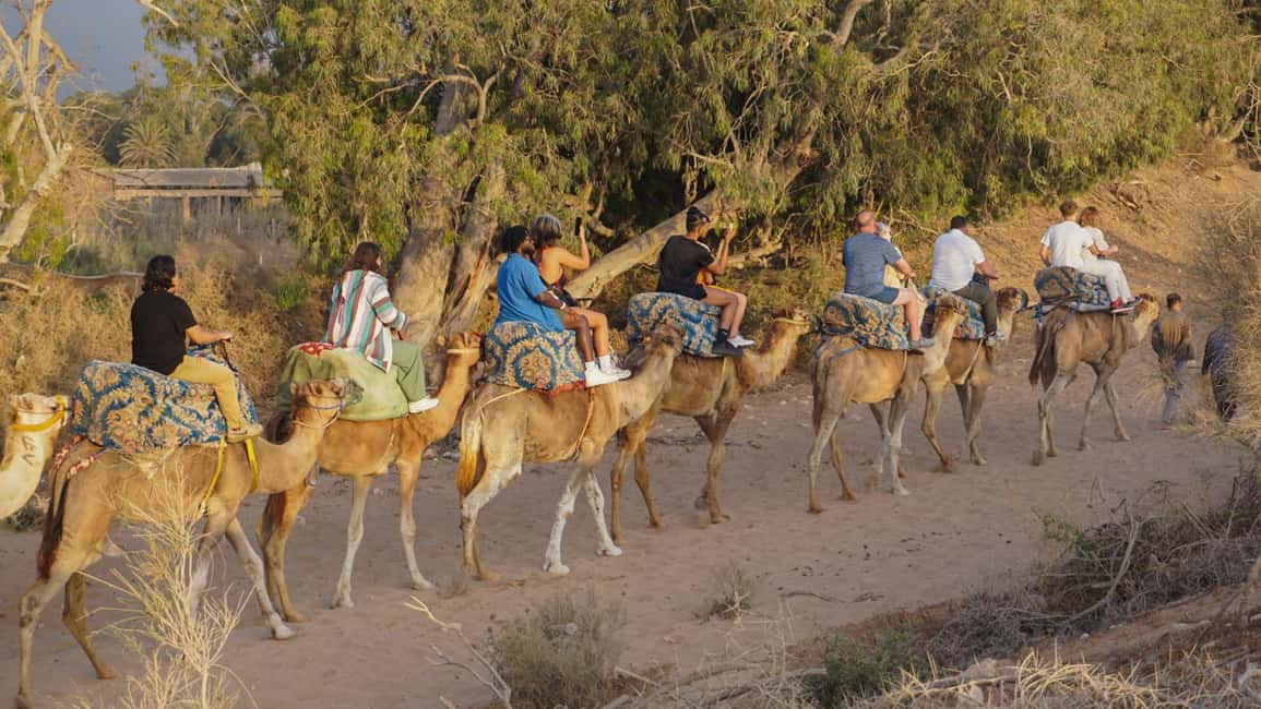 Agadir/Taghazout: Camel Rides with Tea Drink and Transfers - Mint Tea Stop: The Morocco You Can Taste