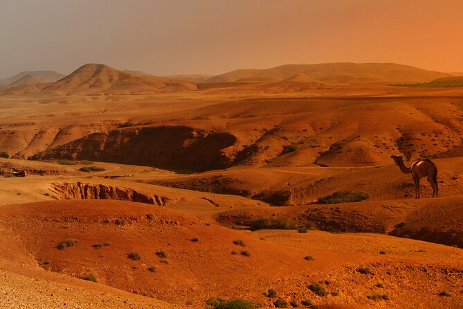 Agafay Desert Sunset, Camel Ride and Dinner from Marrakech - Desert camp dinner: 3 courses, mint tea, Berber music, and a fire show
