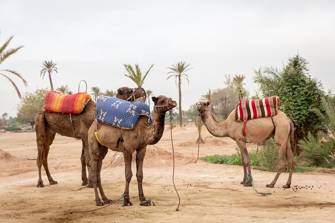 Atlas Mountains Hot Air Balloon Ride from Marrakech with Berber Breakfast and Desert Camel Experience - Price and Value: Where $164.52 Makes Sense (and Where It Doesn’t)
