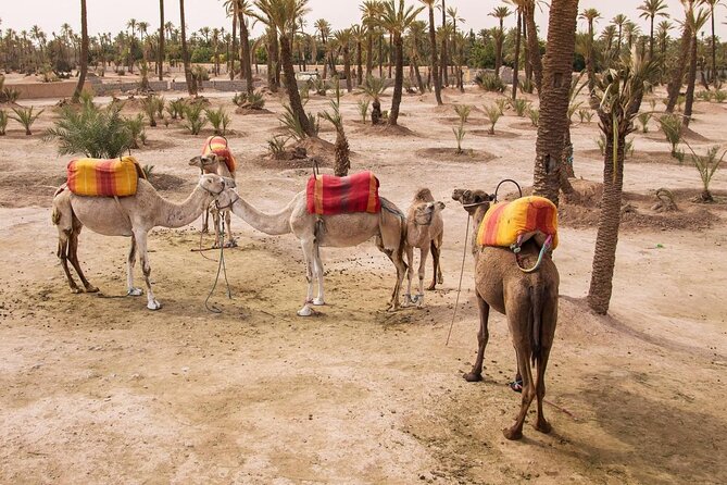 Camel ride Marrakech - Key Things to Know Before You Go