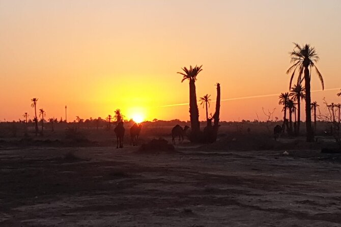 Camel ride Marrakech - Animal Welfare: What to Watch Before You Feel Good About It