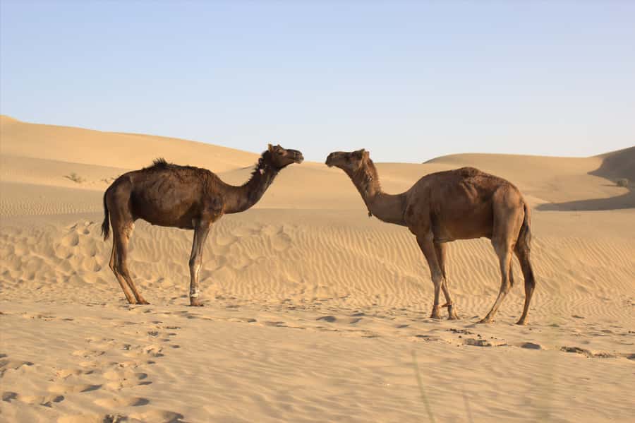 From Agadir: 4×4 Jeep Sahara Desert Tour with Lunch - The Heart of the Trip: Rsmouka Mini-Sahara and Camel Options