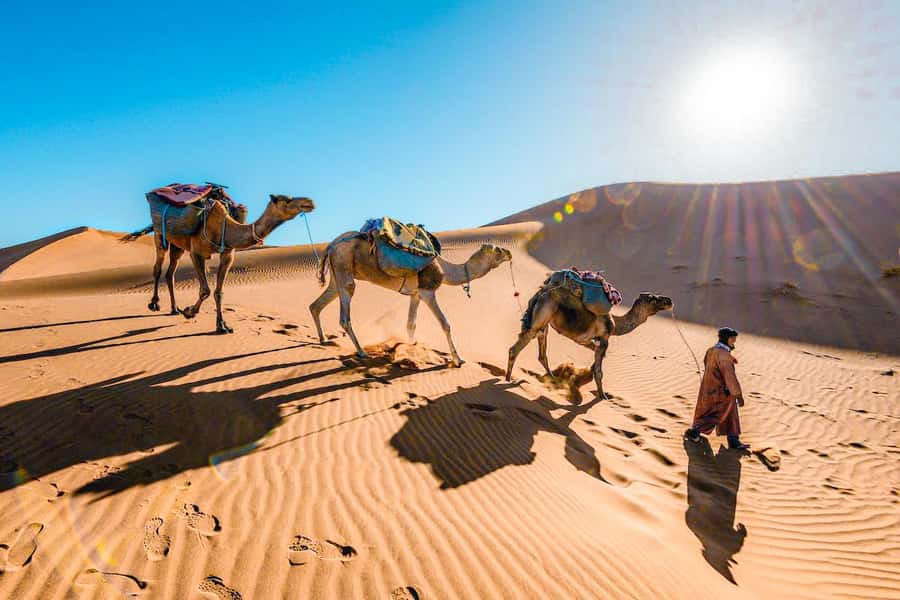 From Fes to Marrakech: 3-Day Sahara Desert Discovery Tour - Day 1: Ifrane, Azrou cedar forests, and the Ziz Valley to Merzouga