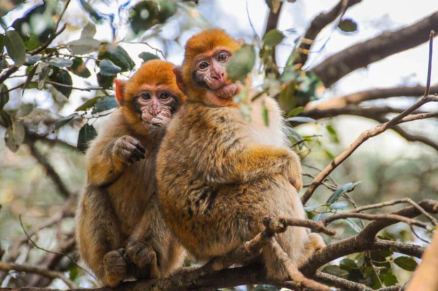 From Fez: Middle Atlas and Monkey Forest Day Trip - Immouzar Cave Homes And Cave Tea With a Berber Family