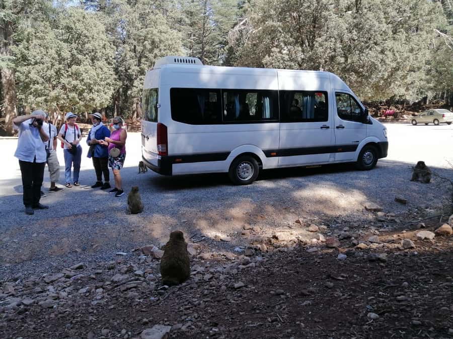 From Fez: Middle Atlas Day Trip with Ifrane National Park - Immouzar Cave Homes: Where the Day Feels Most Human