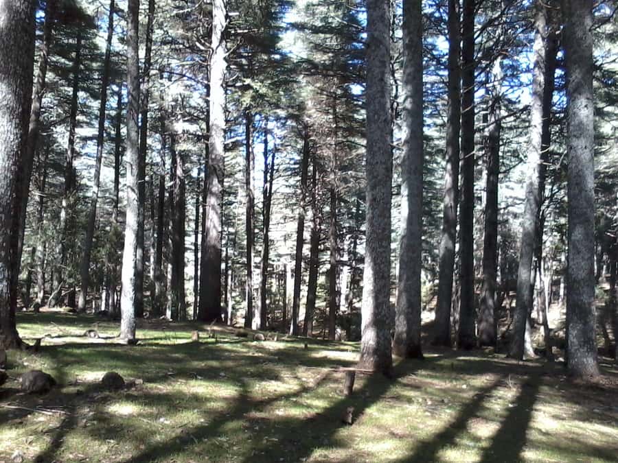 From Fez: Middle Atlas Day Trip with Ifrane National Park - What You Get for Around $17: Value Breakdown That Makes Sense