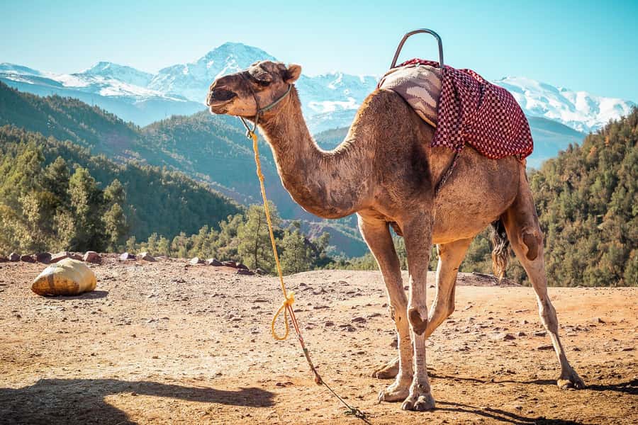 From Marrakech: Atlas Mountains Full-Day Hiking Trip w Lunch - Tamatert orchards and Berber villages you’ll actually visit