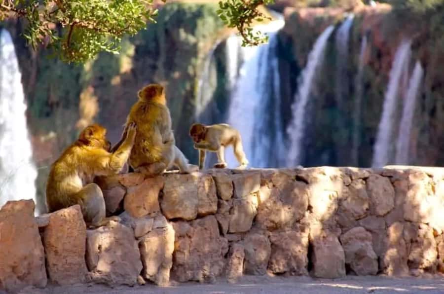 From Marrakech: Day Tour to Ouzoud Waterfalls - Arriving at Ouzoud: olive groves, viewpoints, and the monkey factor
