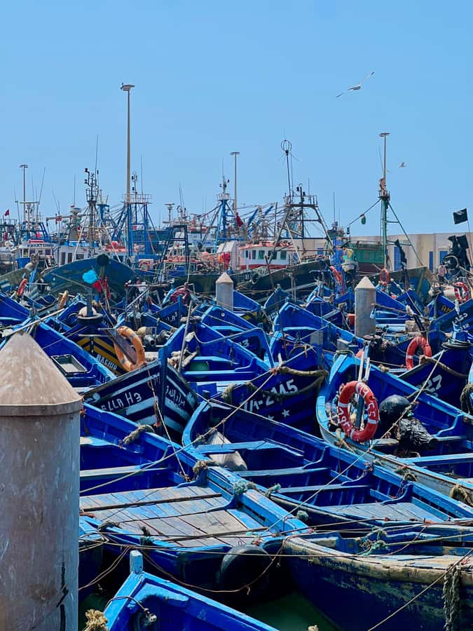 From Marrakech: Day Trip to Essaouira with Transfers - Argan forest crossing and the women’s cooperative stop