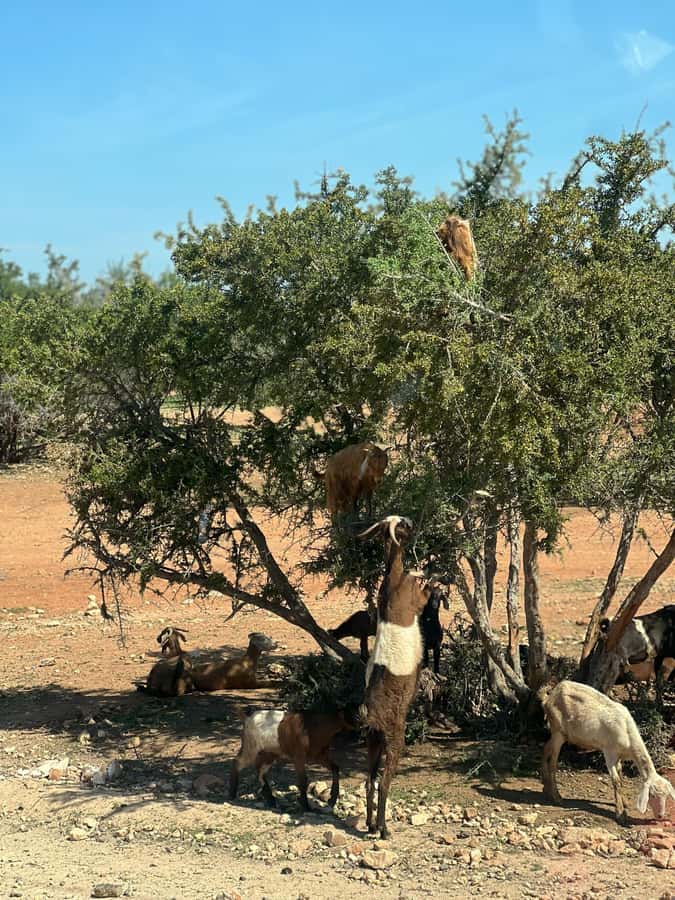 From Marrakech: Day Trip to Essaouira with Transfers - The 8 am pickup, comfort breaks, and why the drive matters