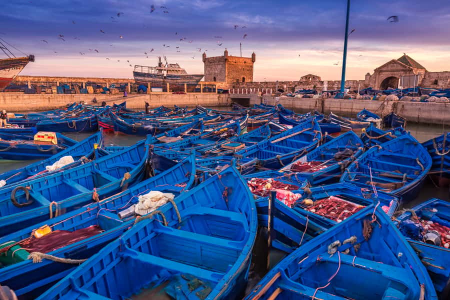 From Marrakech: Essaouira & Atlantic Coast Full-Day Trip - The Argan Oil Cooperative: Watching Liquid Gold Get Made