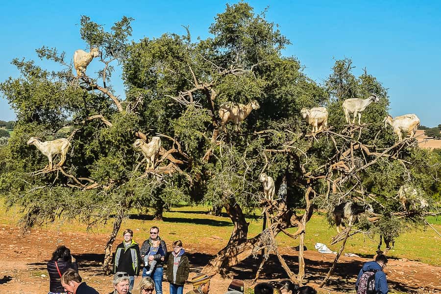 From Marrakech: Essaouira Day Tour with Optional Activities - The road day details: pickup, comfort, and bathroom reality