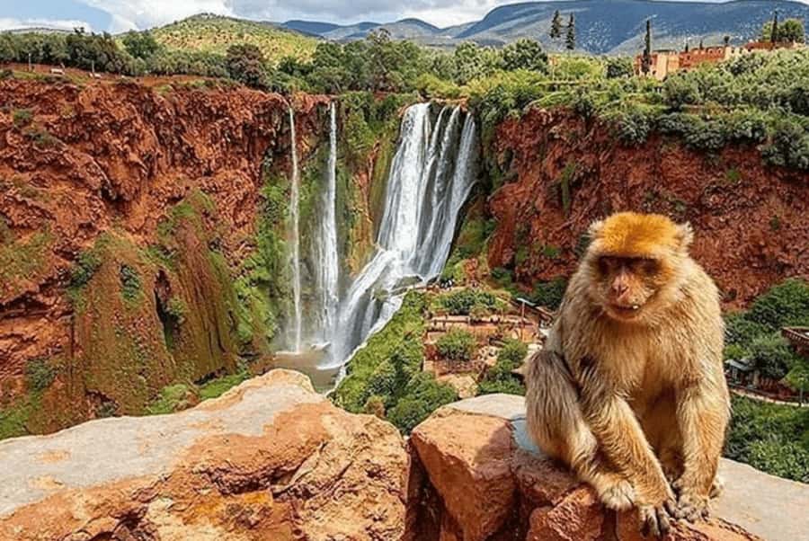 From Marrakech: Guided Ouzoud Waterfalls Tour with Boat Ride - Getting There From Marrakech: Early Pickup, Comfortable Ride, Real Timing