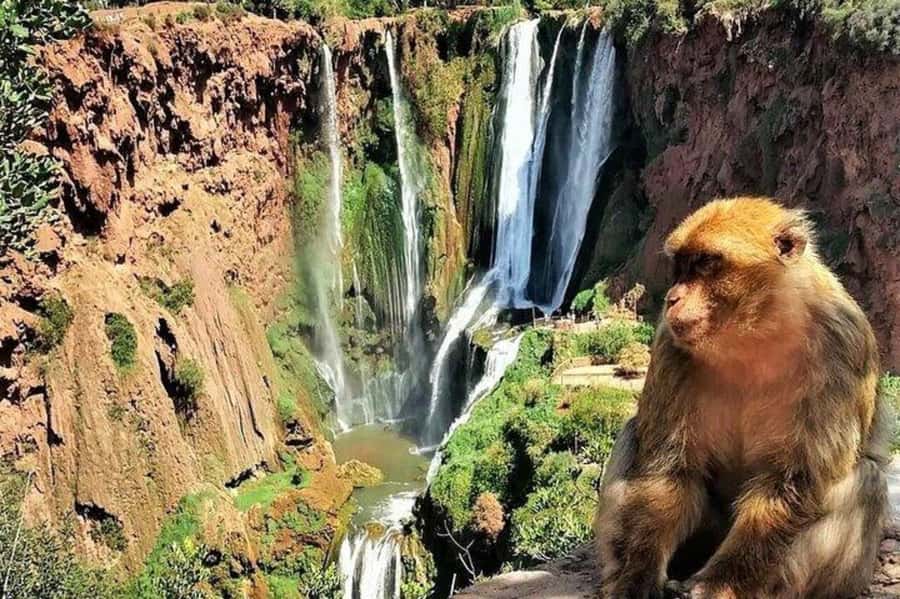 From Marrakech: Guided Ouzoud Waterfalls Tour with Boat Ride - FAQ