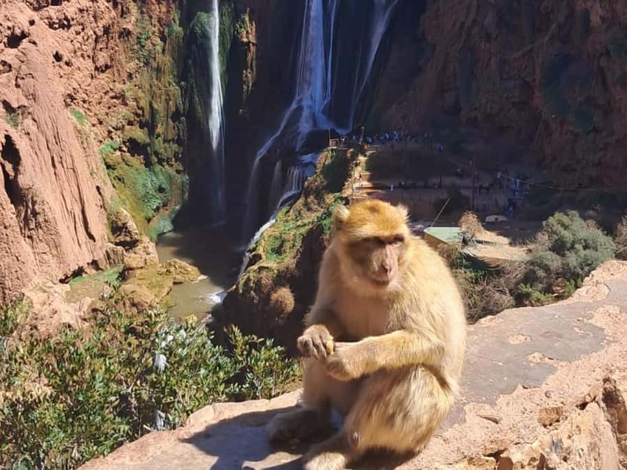 From Marrakech:Ouzoud Waterfalls Day Trip with Boat Tour - Why Ouzoud Waterfalls Work as a Marrakech Escape