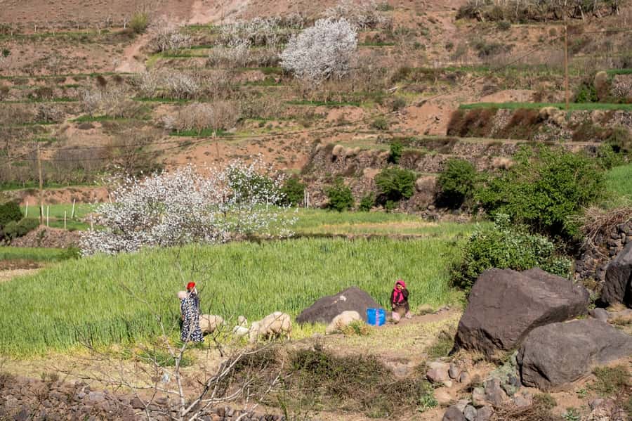From Marrakesh: Atlas Mountains Talamrout Summit Day Hike - Summit views: Toubkal, the Imenane Valley, and villages below
