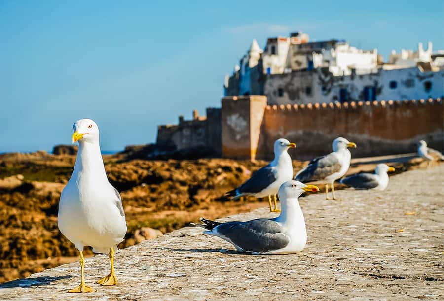 From Marrakesh: Essaouira Full-Day Trip - Weather, What to Pack, and Small Comfort Wins