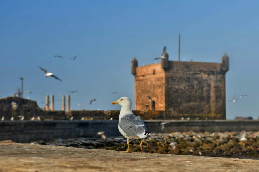 From Marrakesh: Small Group To Essaouira With Opt Activities - Old Medina and local markets: shopping with an ocean breeze