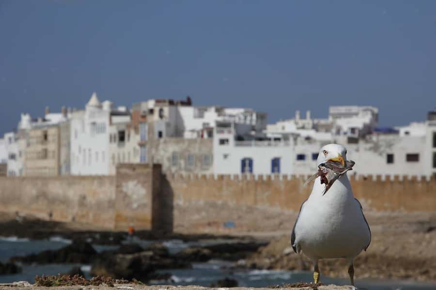 From Marrakesh: Small Group To Essaouira With Opt Activities - Cedar crafts, quick breaks, and how the day stays manageable