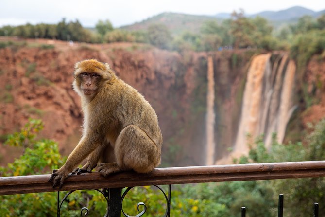 Full Day Trip To Ouzoud Waterfalls From Marrakech & Boat Tour - Barbary macaques around the river valley: fun, but don’t feed the chaos