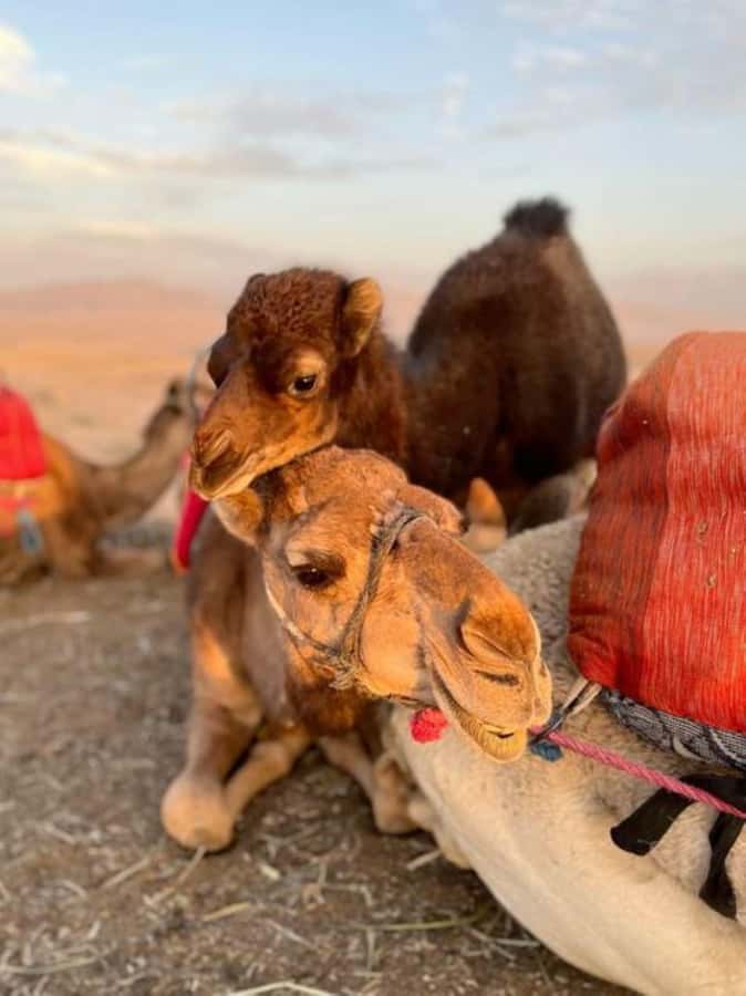 Lunch & Swimming Camel Ride and Quad Biking in Agafay - Price and value: where $28 really lands