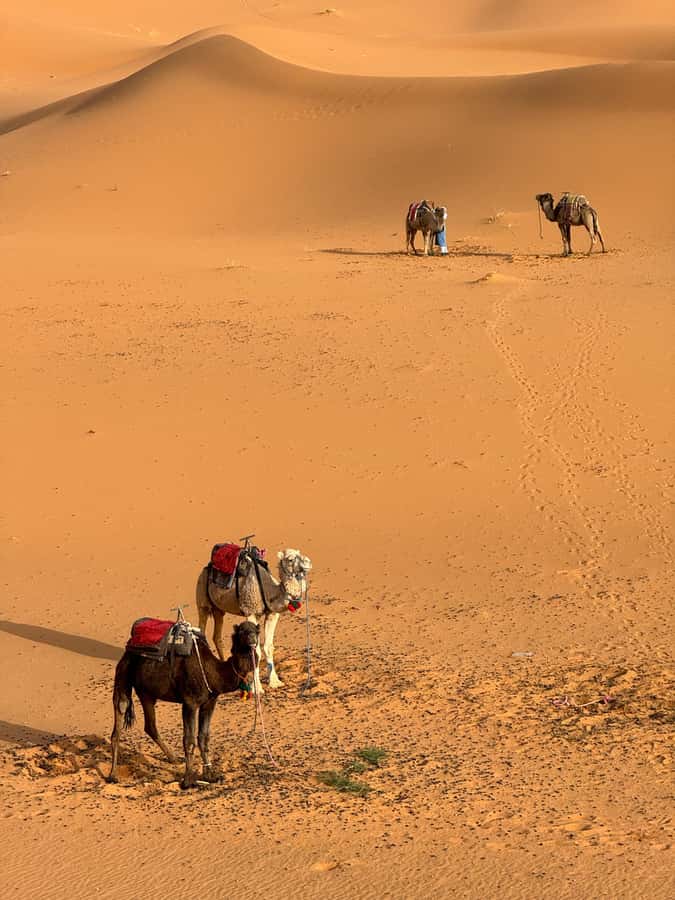 Majestic Desert: 3-Day Luxury Journey from Marrakech to Fes - Day 2: Todra Gorge Up Close, Berber Villages, and Erg Chebbi Camel Time