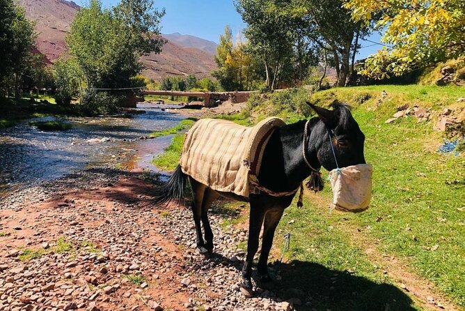 Marrakech: 2-Day Atlas Mountains Trek with Village Stay - Leaving Marrakech: the drive that sets expectations