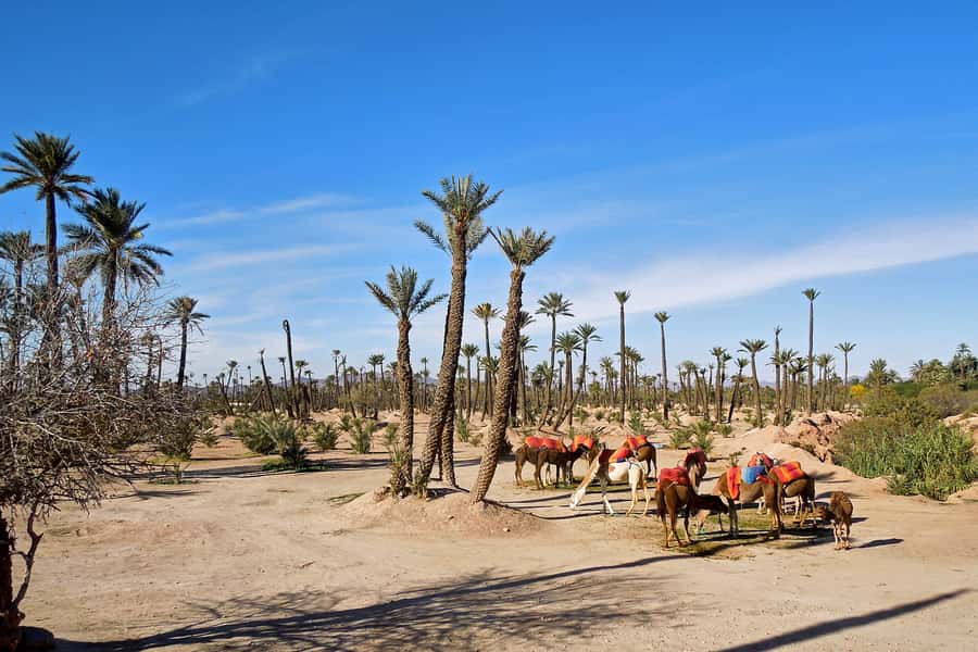 Marrakech: 2-Hour Quad Bike & Camel Ride in Palmeraie - Price and value: what $57 actually buys you