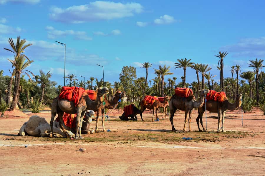 Marrakech: 2-Hour Quad Bike & Camel Ride in Palmeraie - Should you book the Marrakech 2-Hour Quad Bike & Camel Ride in Palmeraie?
