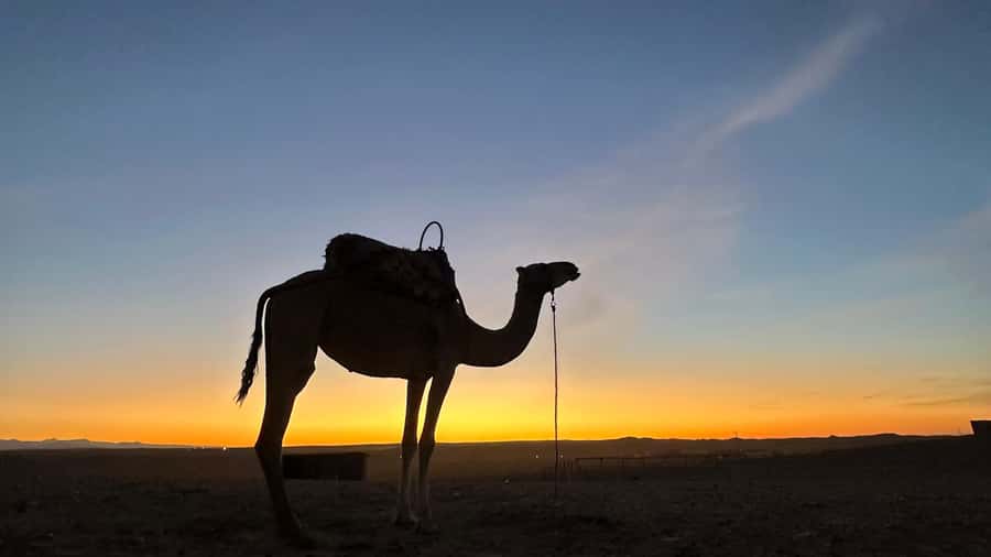Marrakech: Agafay Desert: Camel ride Quad Bike, Dinner show - Quad Biking on Agafay: The 150 dh Add-On for Adrenaline Lovers