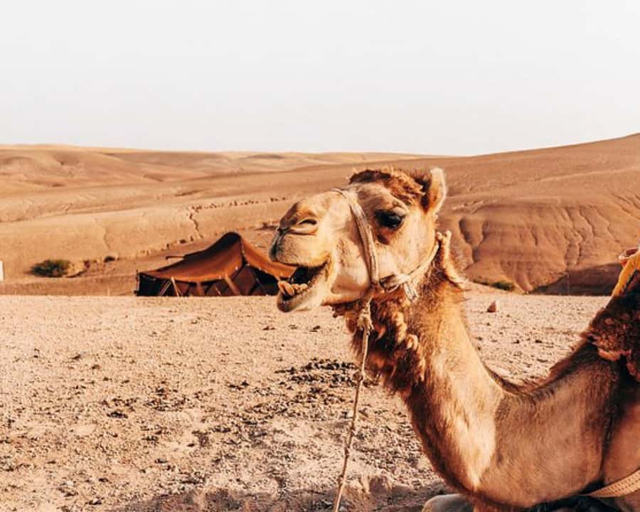 Marrakech: Agafay Desert, Lunch, Camel Ride, & Swimming Pool - From Marrakech to Agafay: The Easy Day Trip That Feels Longer