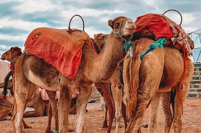 Marrakech: Agafay Desert Sunset, Camel Ride, and Dinner Show - Price and value: why this $20 evening can be a smart buy