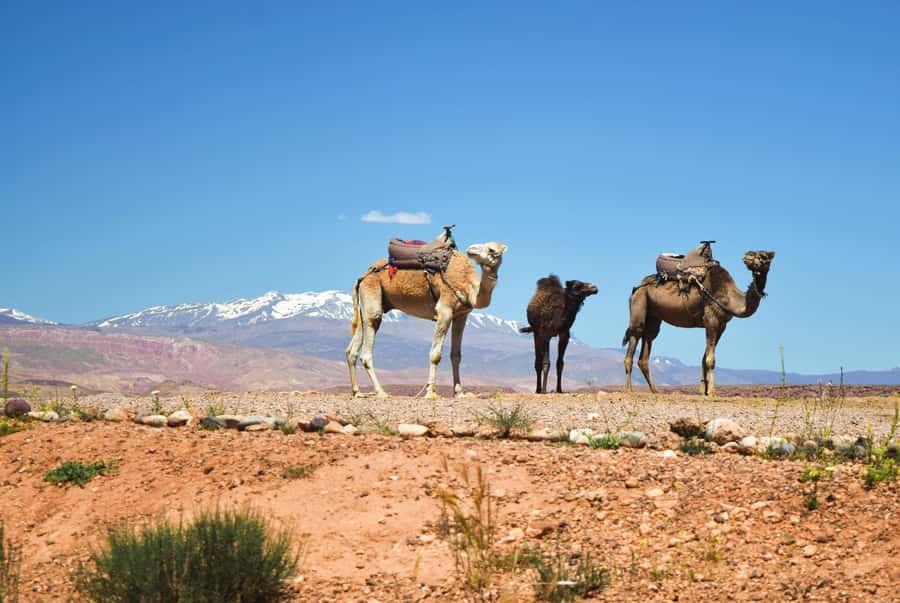 Marrakech: Atlas Mountains & Agafay Desert Tour w Camel Ride - Atlas Mountains and Agafay in one day