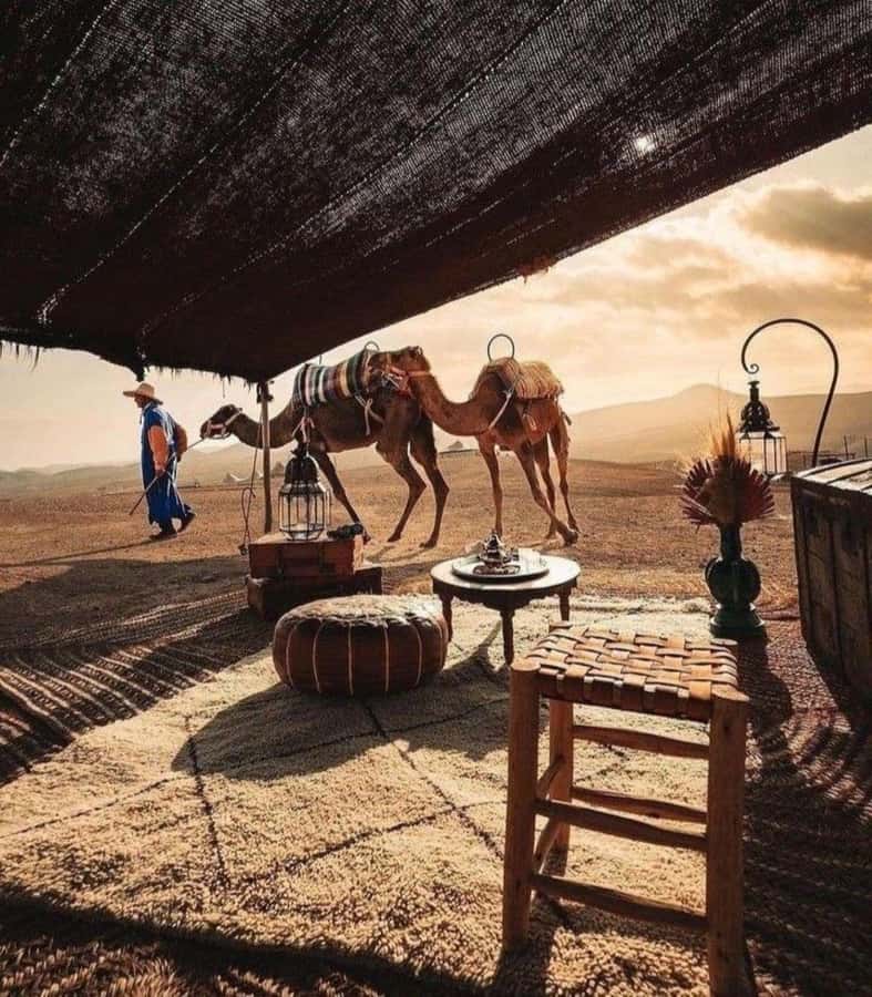 Marrakech: Camel & Quad Bike Tour with Sunset, Dinner & Show - Price and value: why $22 can feel surprisingly fair