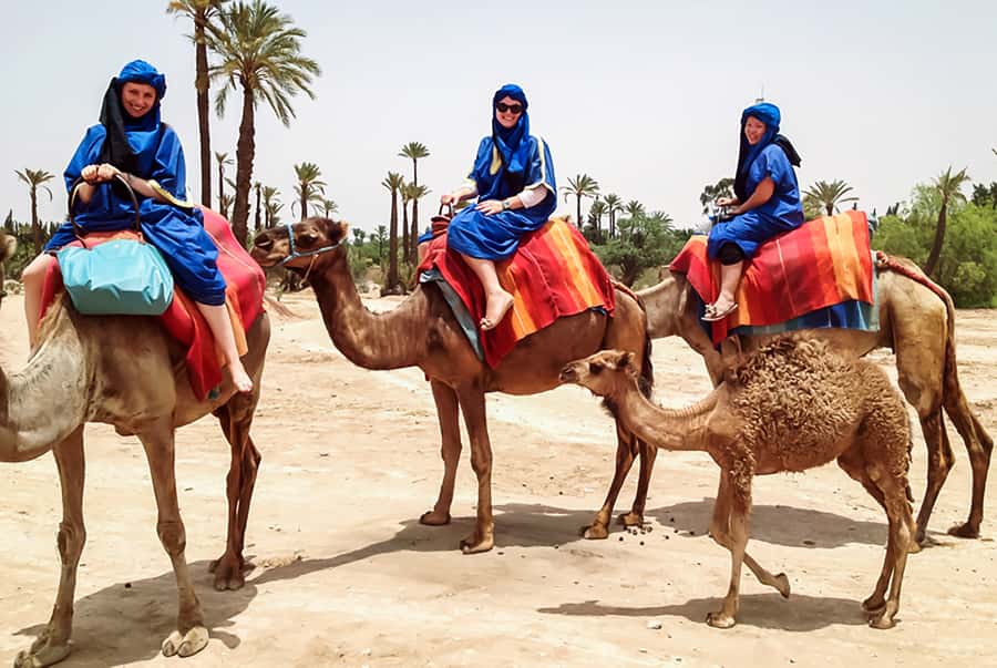 Marrakech: Camel Ride in the Oasis Palmeraie - Key highlights at a glance