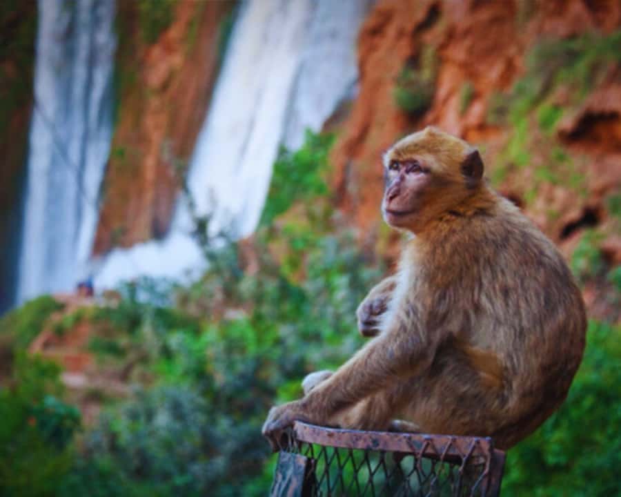 Marrakech: Day Tour to Ouzoud Waterfalls with Boat Trip - FAQ