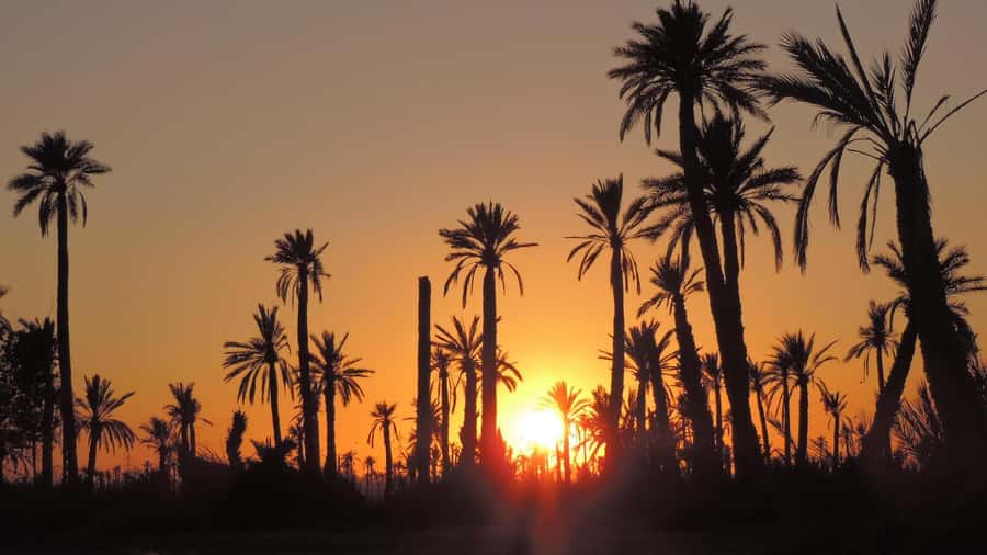 Marrakech: Dunes of the Palmeraie Quad Bike Ride with Tea - The trails: Palmeraie palms, jbilet vibes, and rural edges