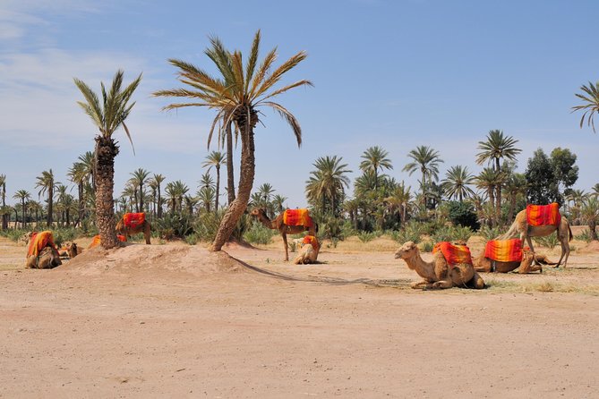 Marrakech: Half-Day Camel Ride in Palm Grove - Key points before you go