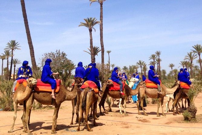 Marrakech: Half-Day Camel Ride in Palm Grove - Mounting up: the cheich, the Jilbab, and the first “this is real” moment