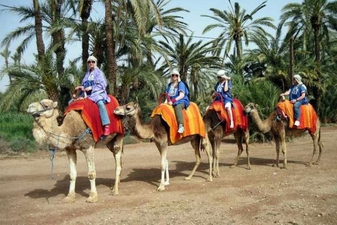 Marrakech: Half-Day Camel Ride in Palm Grove - One hour among 100,000+ palms: what the ride actually feels like