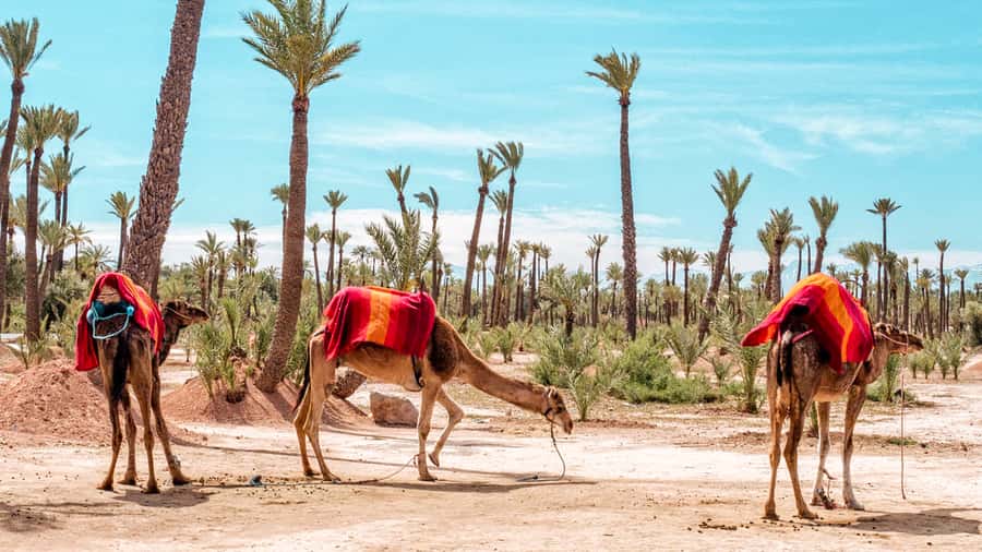 Marrakech: Half-Day Desert Quad Tour with Camel Ride - A fast half-day desert fix from Marrakech