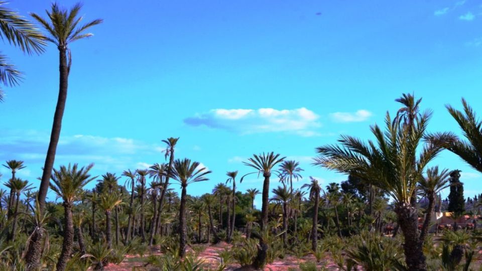 Marrakech: Majorelle Garden Entry Tickets Online - Majorelle Gardens: blue architecture meets a real plant story