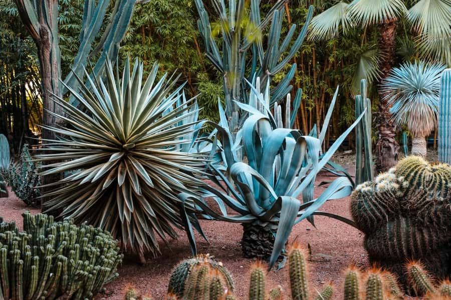 Marrakech: Majorelle Garden, YSL, and Berber Museum Entry - Why this Majorelle + YSL + Berber ticket makes sense