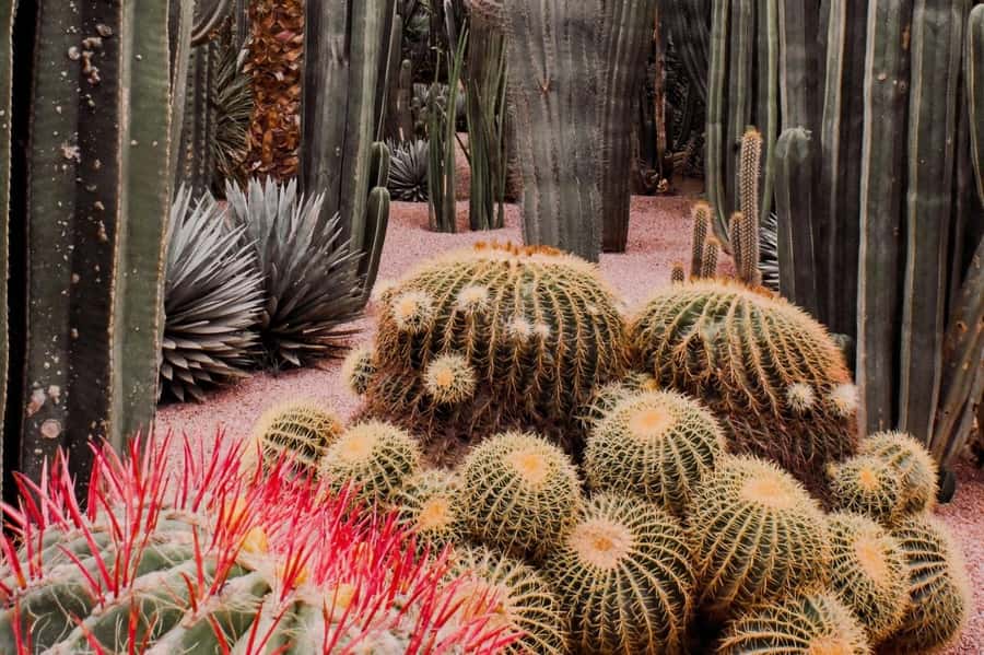 Marrakech: Majorelle Garden, YSL, and Berber Museum Entry - Rules and practical details that can trip you up